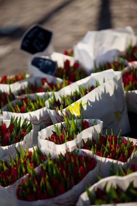 Tulips from Amsterdam
