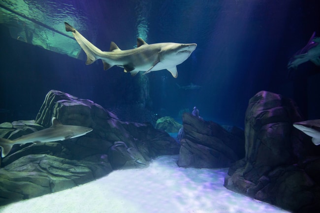 Georgia Aquarium Sharks! Predators of the Deep®