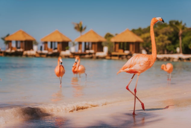 Flamingo Beach