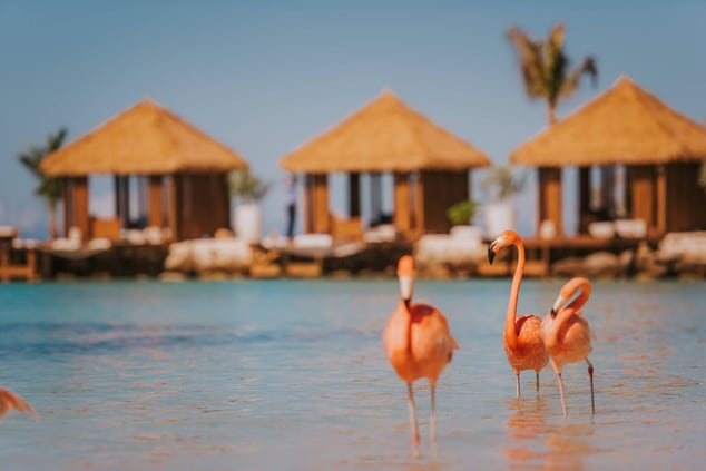 Flamingo Family na Renaissance Island