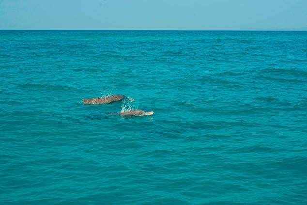 Dolphin Sighting