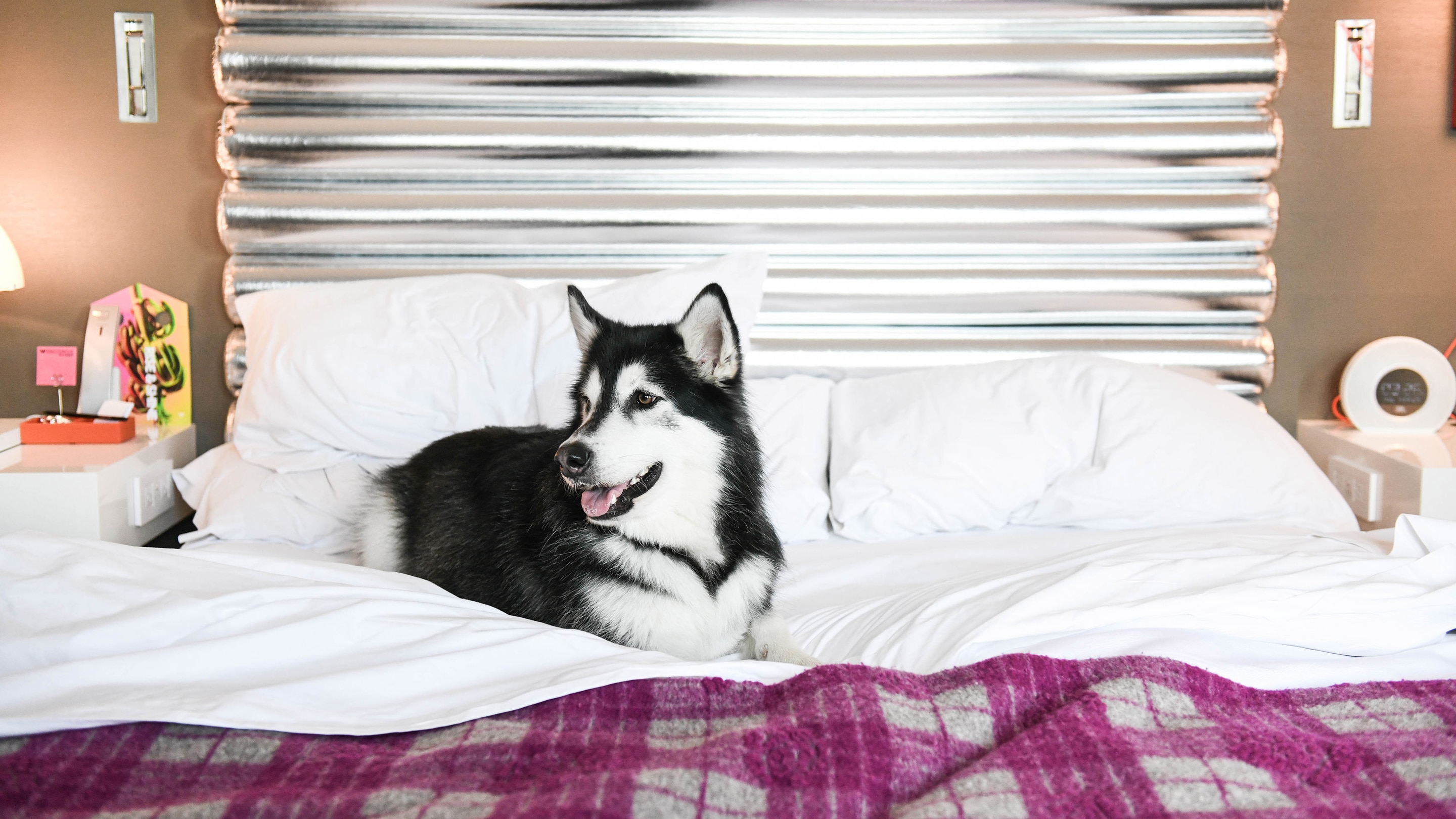 A dog laying on a large bed.