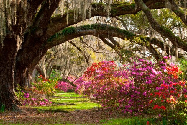 Charleston Gardens