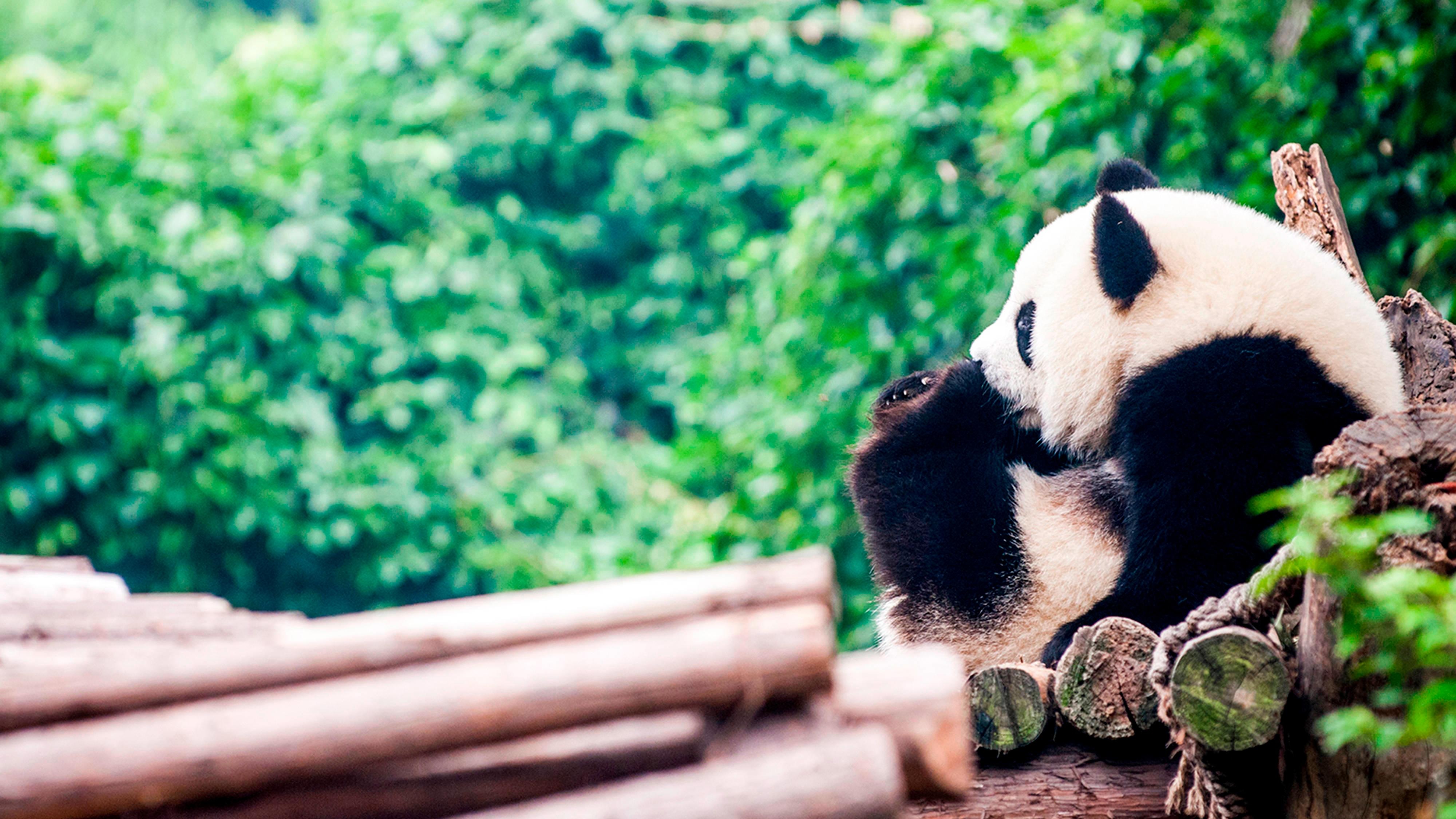 JW Panda Trip