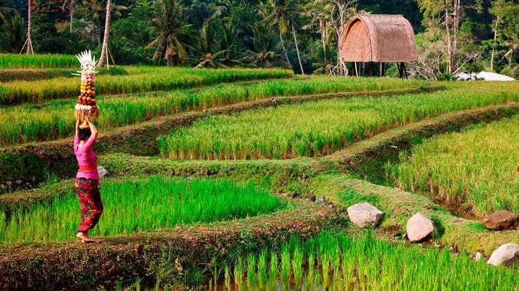 Rice Field at Mandapa