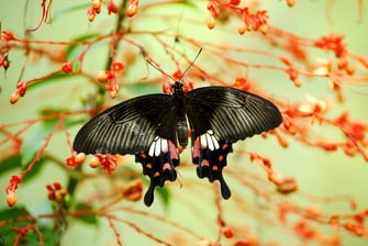Merlin Butterfly Sanctuary – Papilio-Polytes-Weibchen