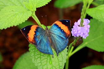 Merlin Butterfly Sanctuary – Kallima Inachus
