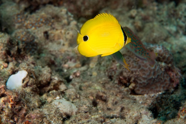 Andaman Butterfly Fish