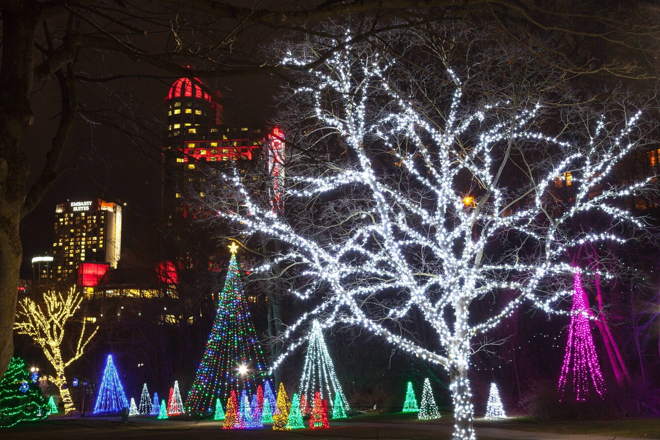 Christmas lights wrapped around trees illuminated at night.  Bleu7.com