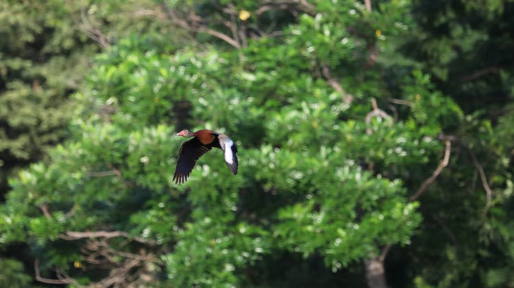 Bird flying through the rainforest trees.