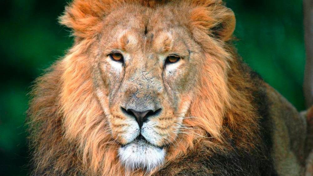 Family Escape to London Zoo