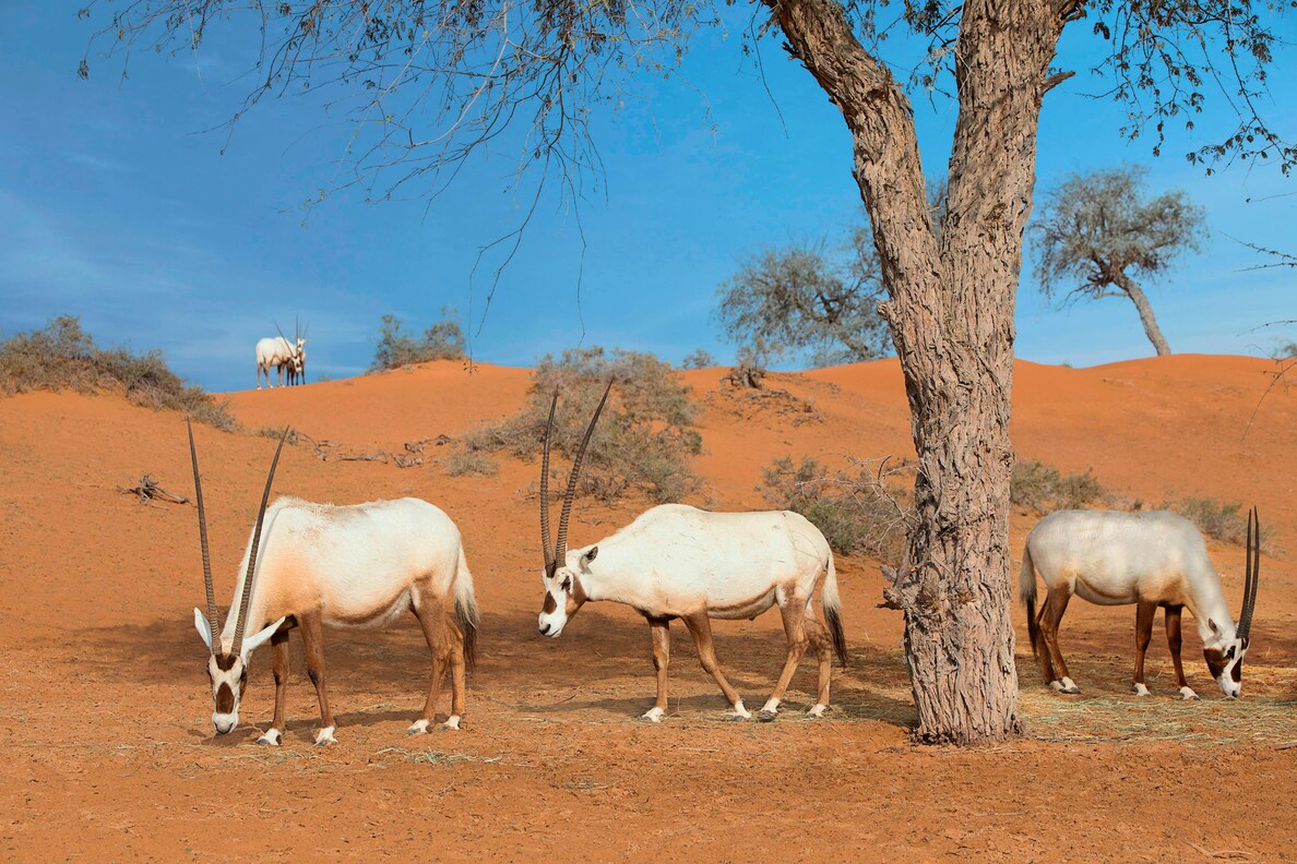 Oryx grazing in the desert.