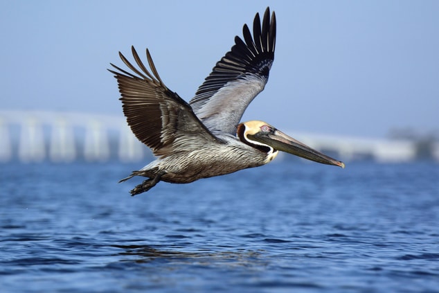 Caloosahatchee River - Pelican