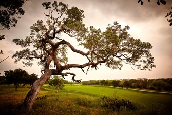 Campo de golf Live Oak Trees