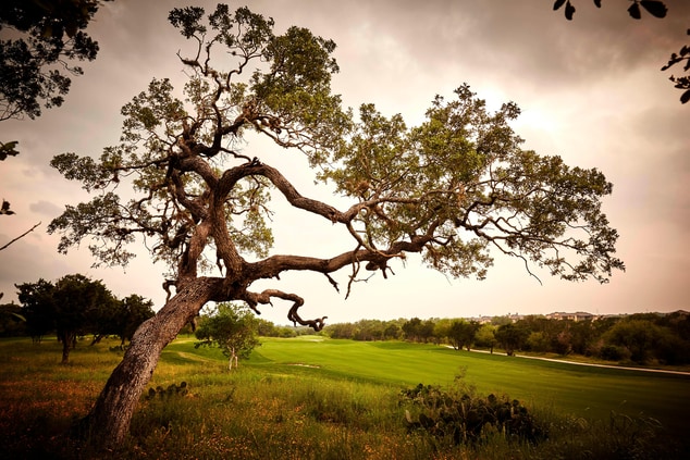 Golf Course Live Oak Trees