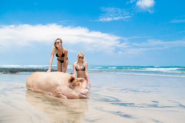 Avellanas Beach - Lola Pig