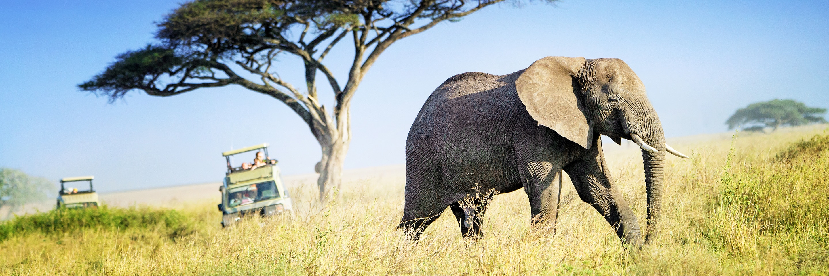 Elephant seen on African safari adventure.