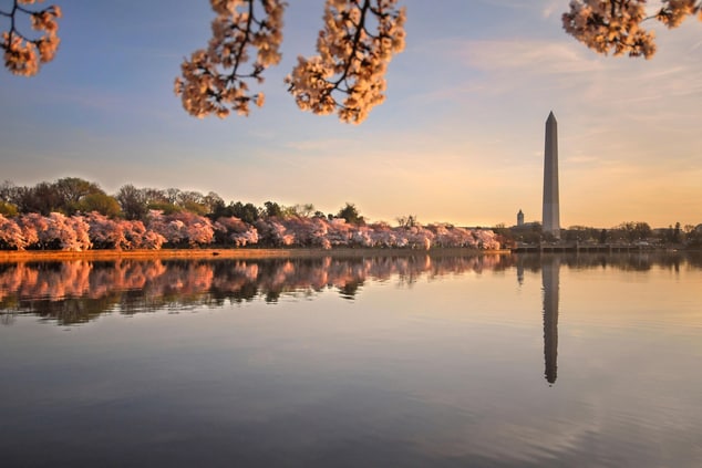 Washington, D.C. - Cherry Blossoms