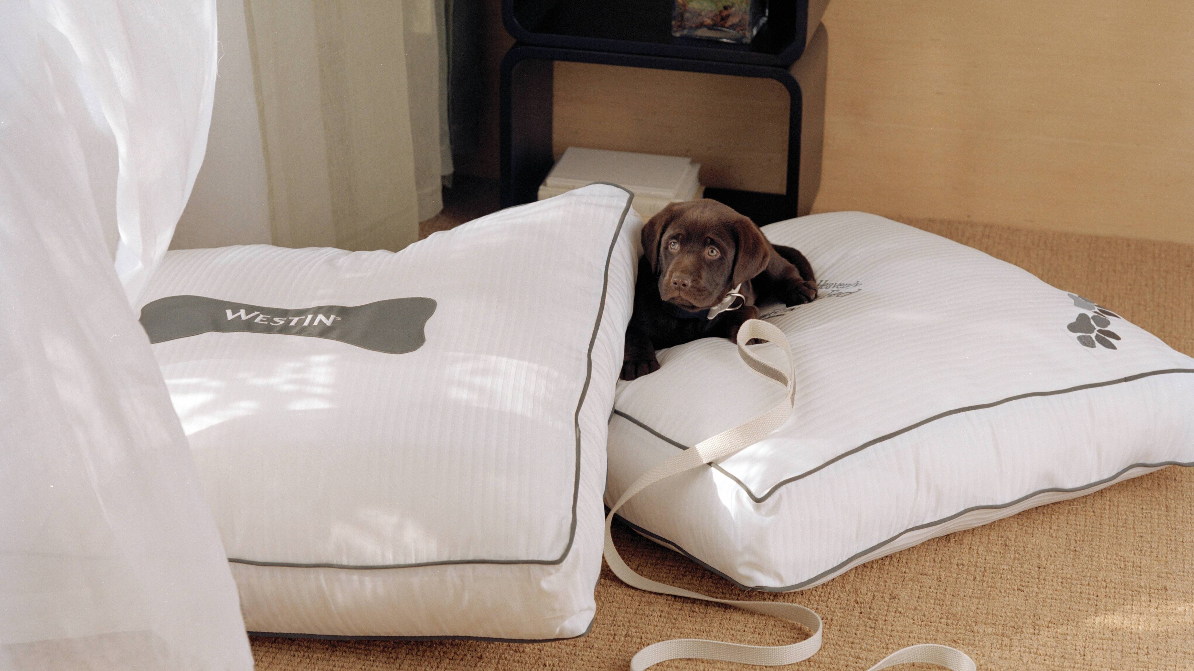 Family Time, Pet Approved.