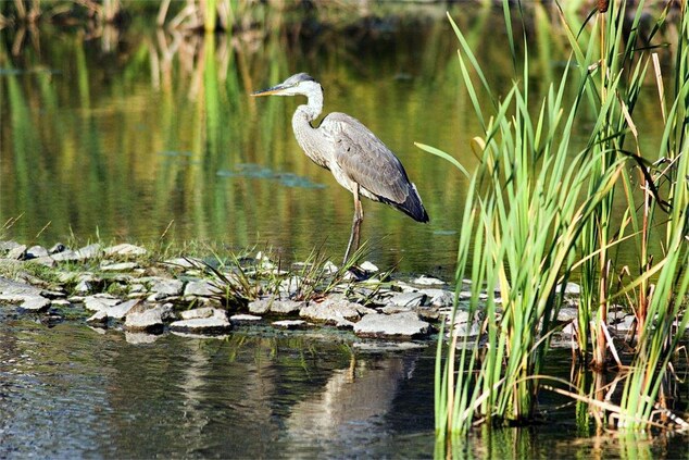 Lake Rosseau Wildlife