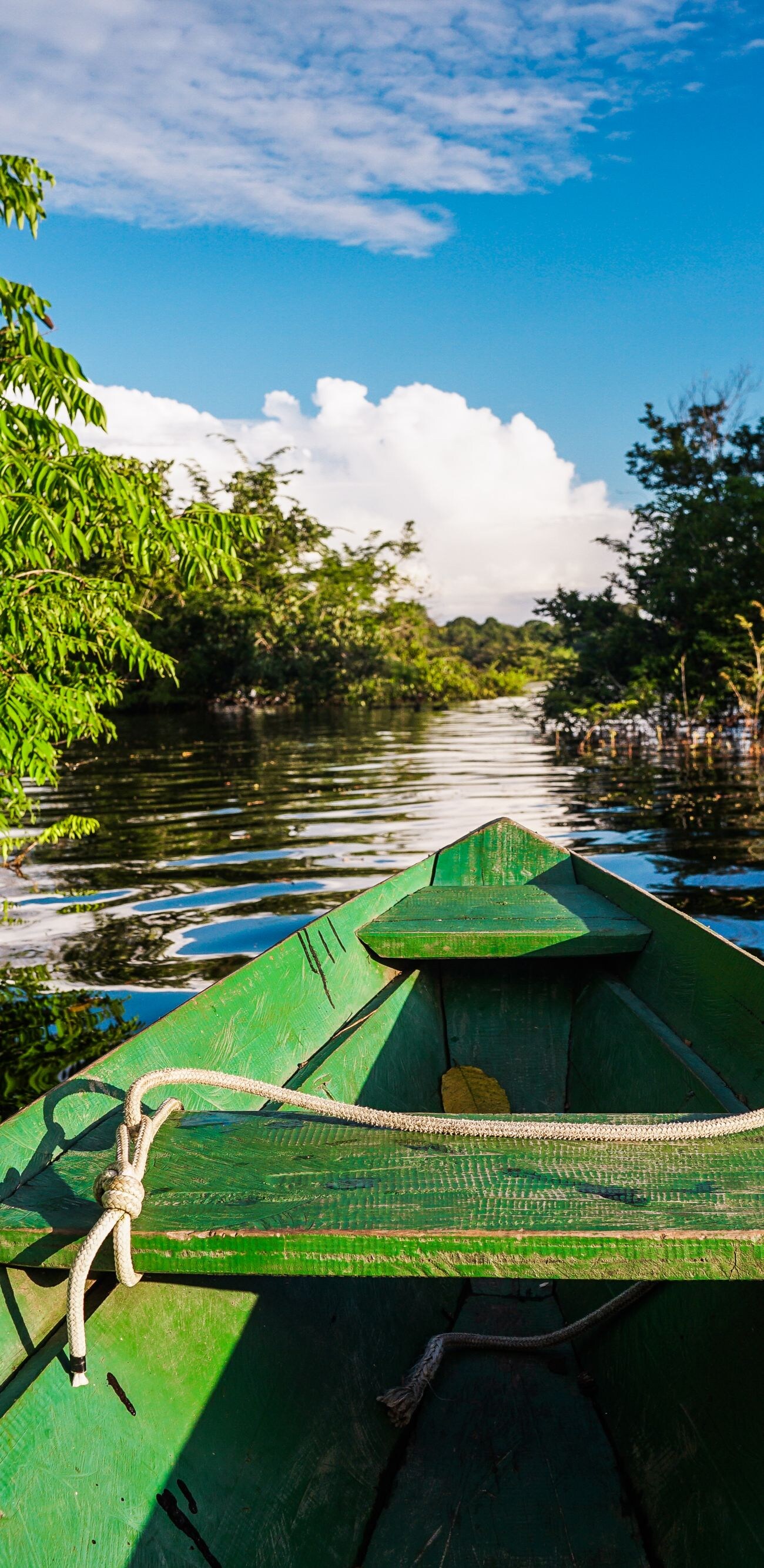 View from a boat on the river overlooking Amazon