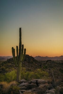 A Saguaro Cactus at sunrise.