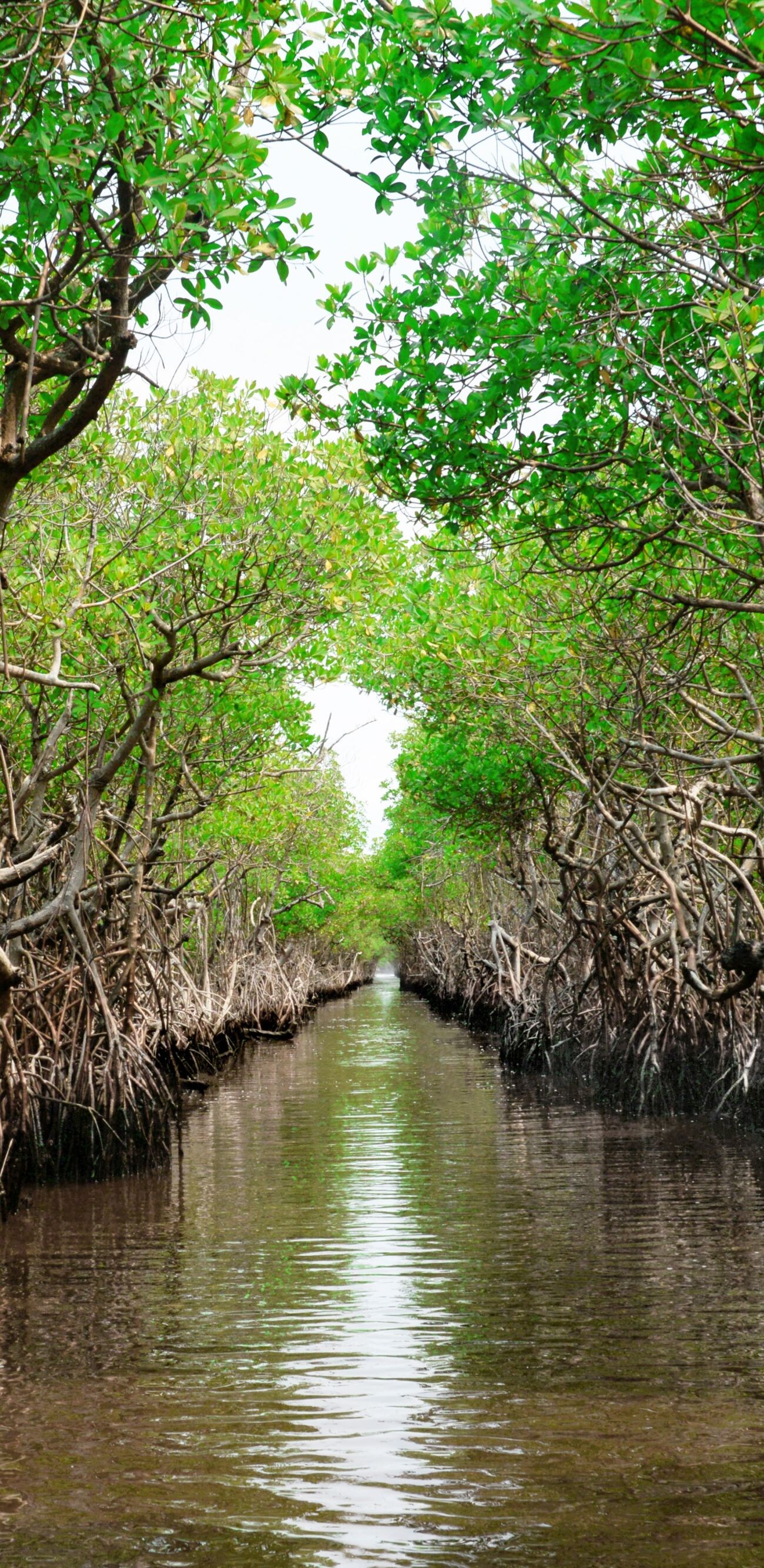 Protected ecological carbon capture mangrove in Everglade City, Florida