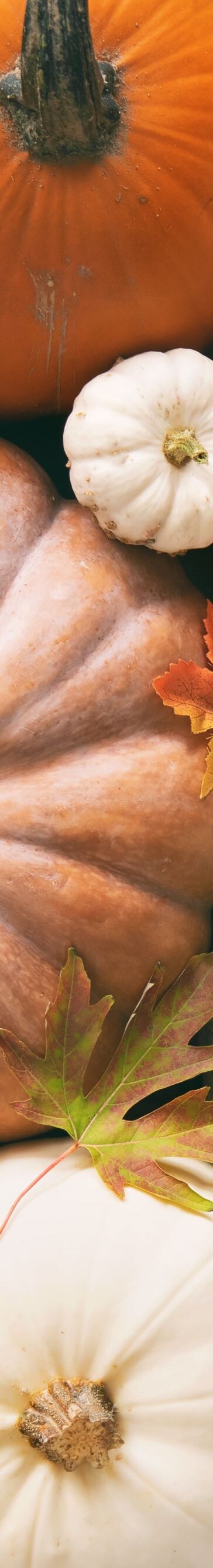 Various fresh ripe pumpkins as background