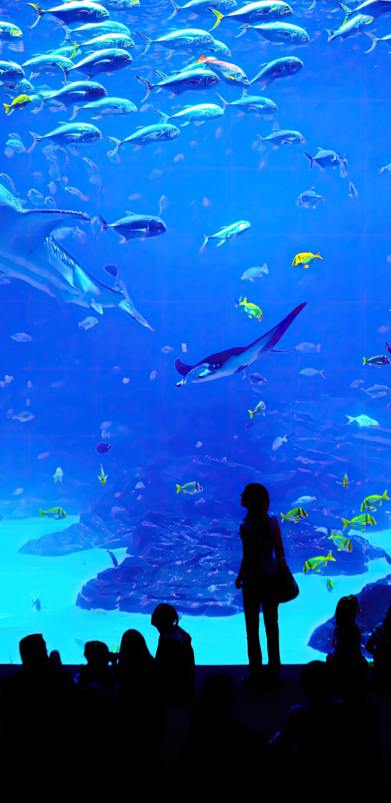 Animal, Aquarium, Atlanta - Georgia, Beauty, Biology, Blue, Coral, Deep, Diving, Environment, Extreme Sports, Fish, Fish Tank, Flying, Fog, Fun, Georgia, Large, Life, Light, Looking Through Window, Nature, Ray, Scenics, Sea, Shark, Stingray, Storage Tank, Tourism, Tranquil Scene, Transparent, Travel, Underwater, Vacations, Variation, Water, Wave, Whale, scate