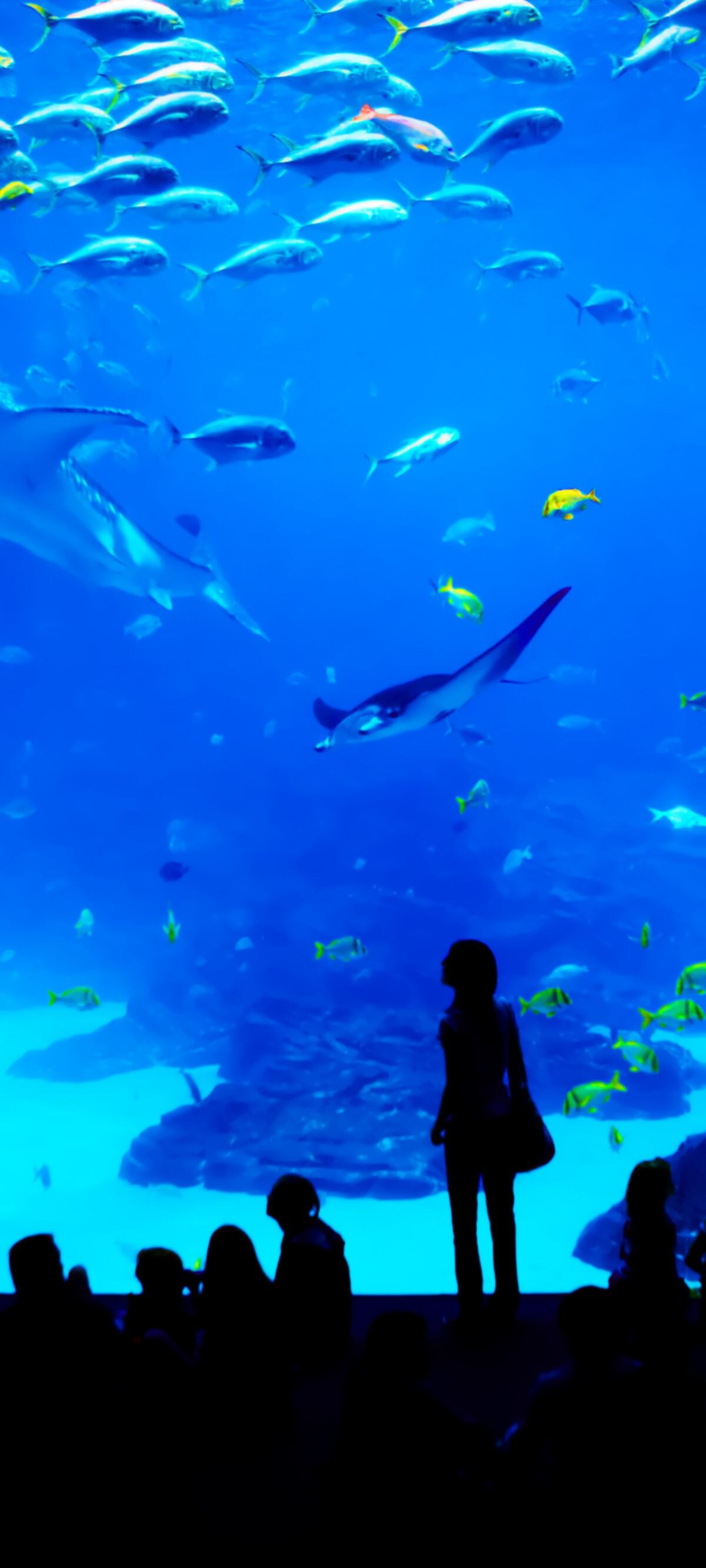 Animal, Aquarium, Atlanta - Georgia, Beauty, Biology, Blue, Coral, Deep, Diving, Environment, Extreme Sports, Fish, Fish Tank, Flying, Fog, Fun, Georgia, Large, Life, Light, Looking Through Window, Nature, Ray, Scenics, Sea, Shark, Stingray, Storage Tank, Tourism, Tranquil Scene, Transparent, Travel, Underwater, Vacations, Variation, Water, Wave, Whale, scate
