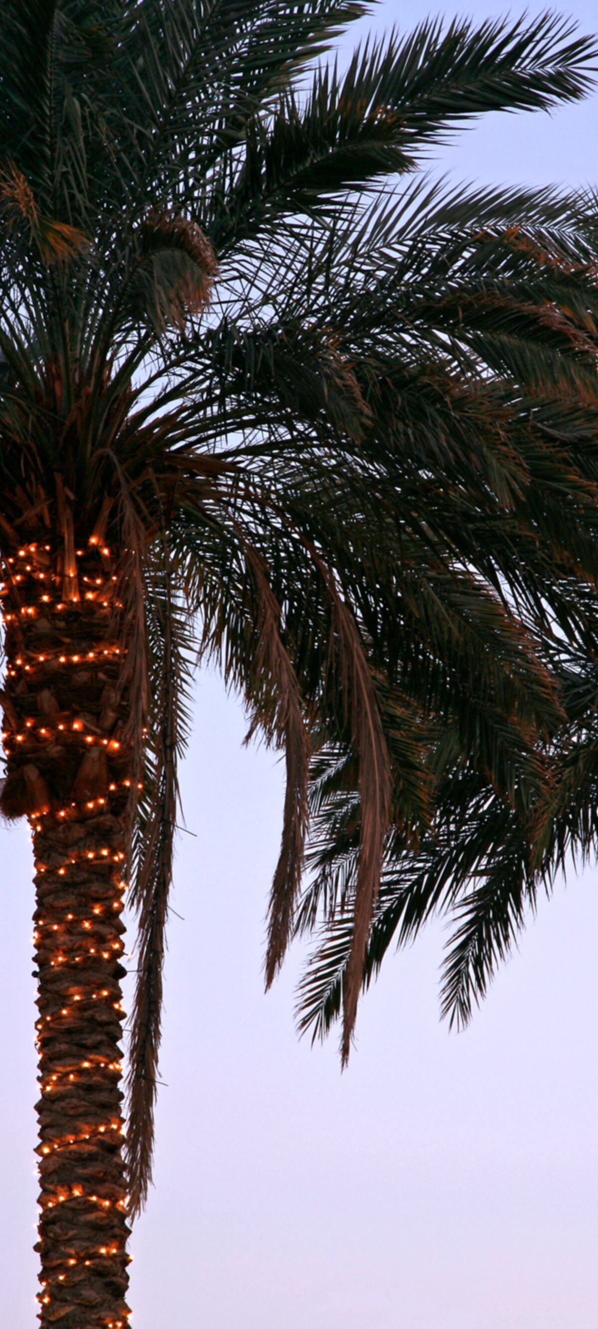 Blue, Celebration, Christmas, Christmas Decoration, Christmas Lights, Color Image, Concepts, Copy Space, Decoration, Dusk, Electric Light, Frond, Green, Horizontal, Ideas, Illuminated, Lighting Equipment, Looking Up, Palm Tree, Photography, Tropical Climate