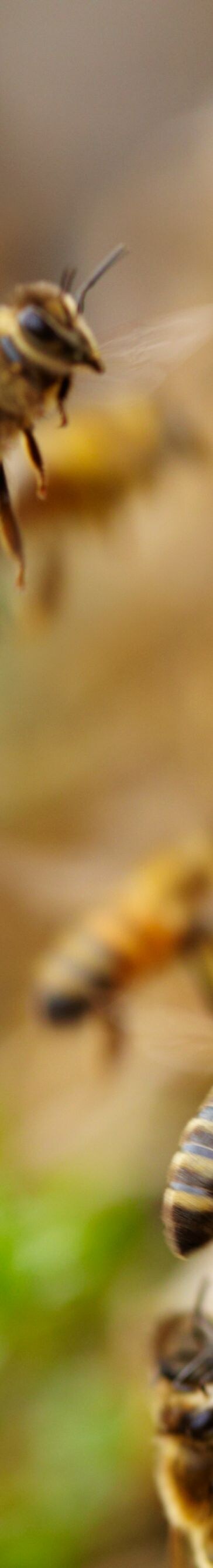 Bee, Beehive, Close-up, Colony, Day, Flying, Honey Bee, Honeycomb, Horizontal, Insect, Nature, Nobody, Non-Urban Scene, Rural Scene, Small, Wing, Working
