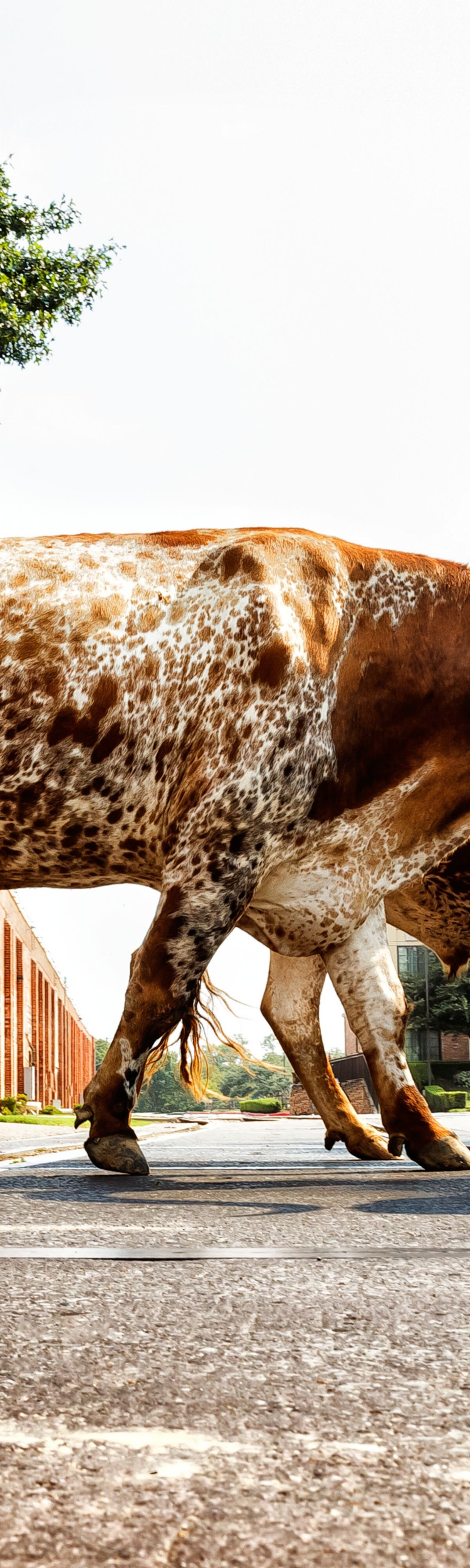 Livestock, No People, Fort Worth, Texas Longhorn Cattle, Texas, Horned, Bull, Cow, Cattle, Animal, Ranch, Farm, Texalypse13
