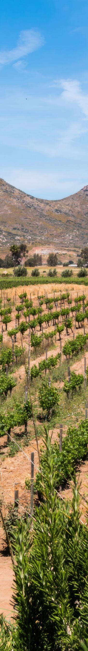 green, vine, harvest, rural, countryside, grapes, country, viticulture, growing, mountains, plants, cultivate, baja, valley., beverage, vino, ripening, sweet, sightseeing, outside, rows, liquor, ferment, vegetation, brewing, scenery, culture