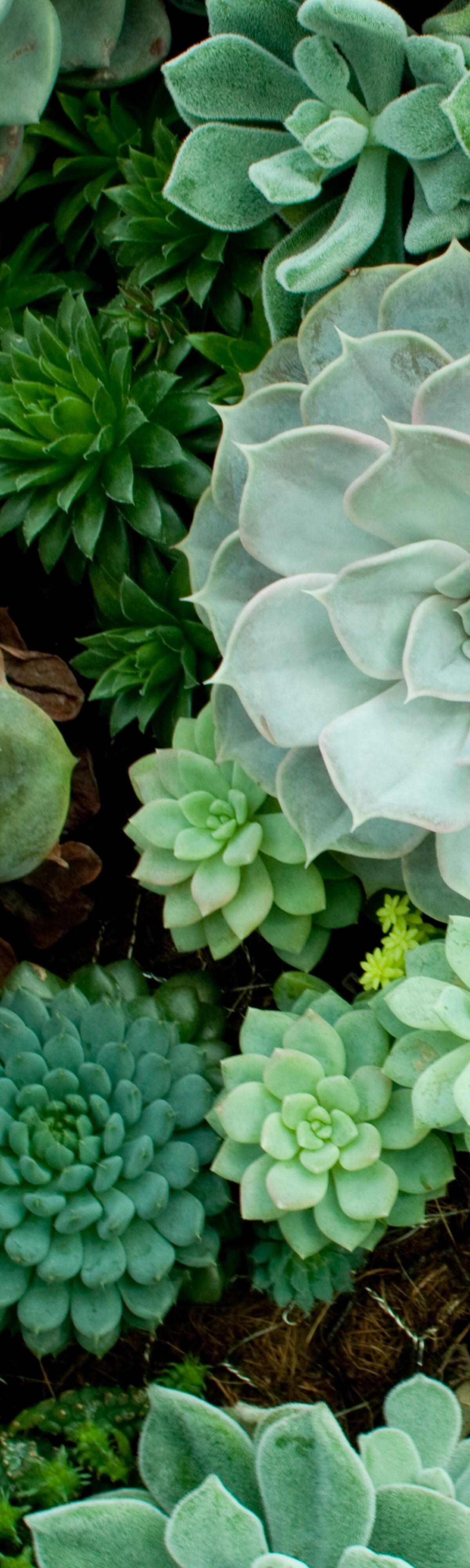 succulent, succulents, background, plants, beautiful, garden, green, texture, natural, detail, flora
