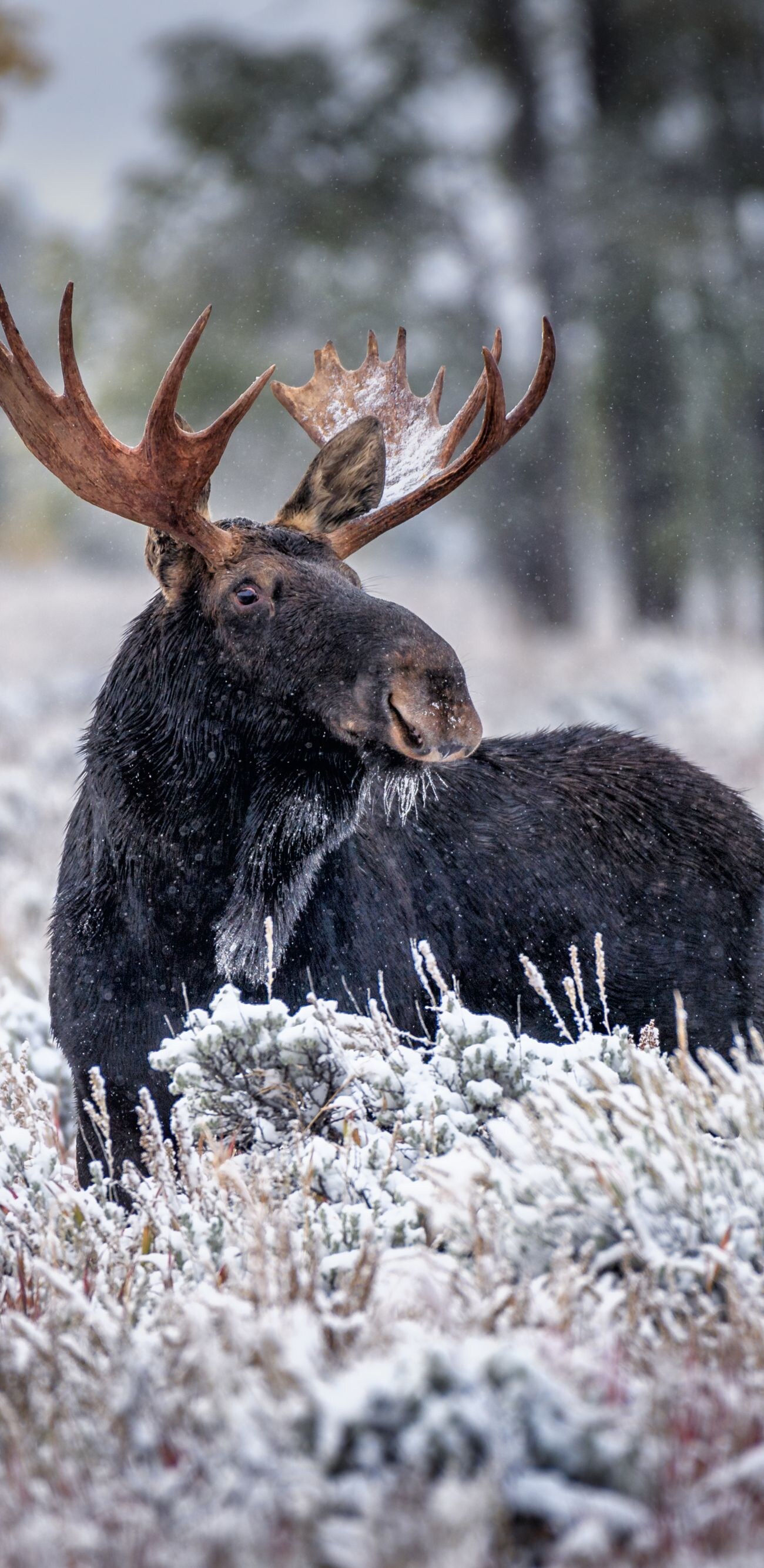 Bull Moose in the snow-covered sagebrush