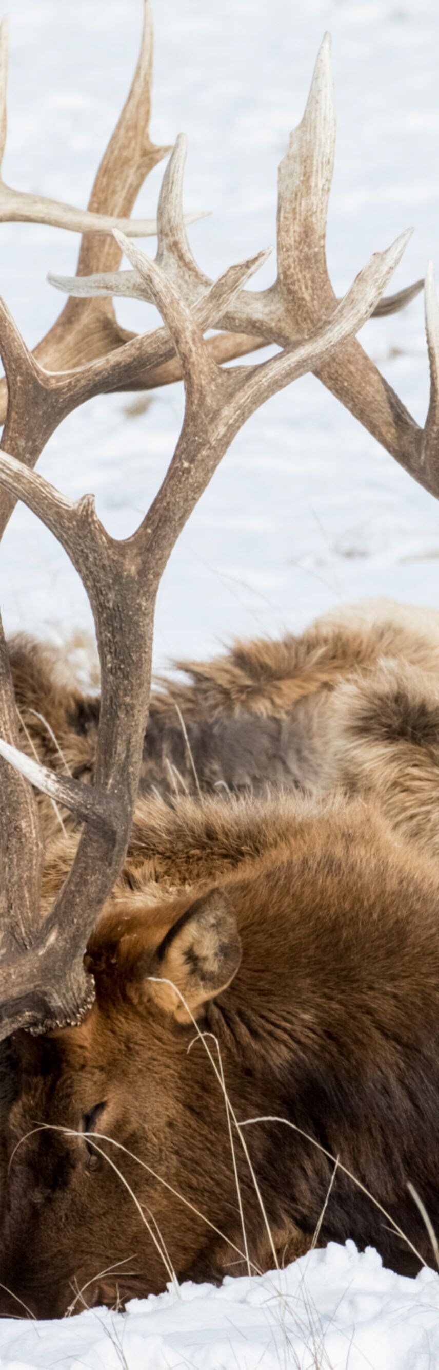 wild, tines, relax, horns, antlers, funny