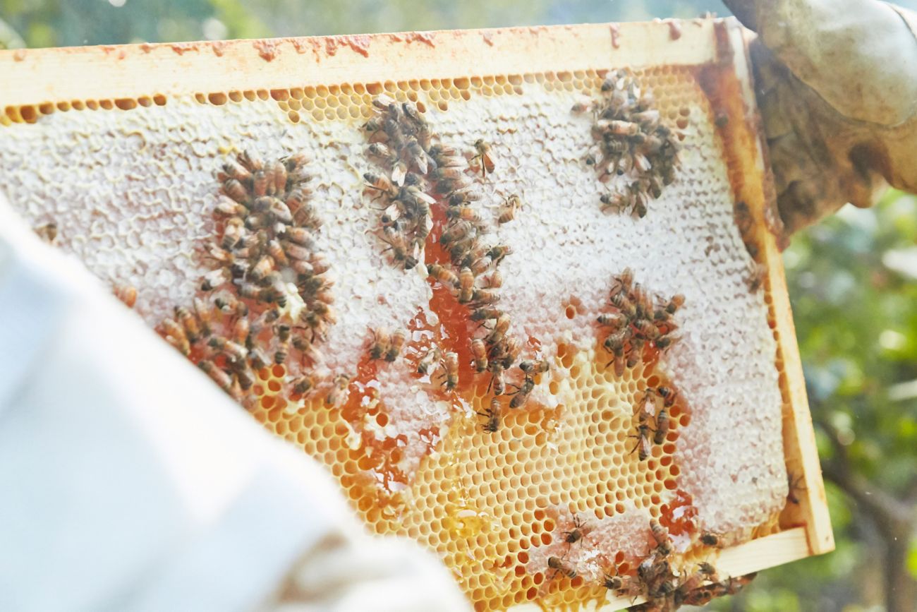 Frame of honey crop
