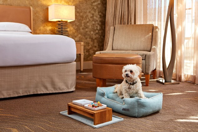 Dog with bed and food plates in the bedrooms