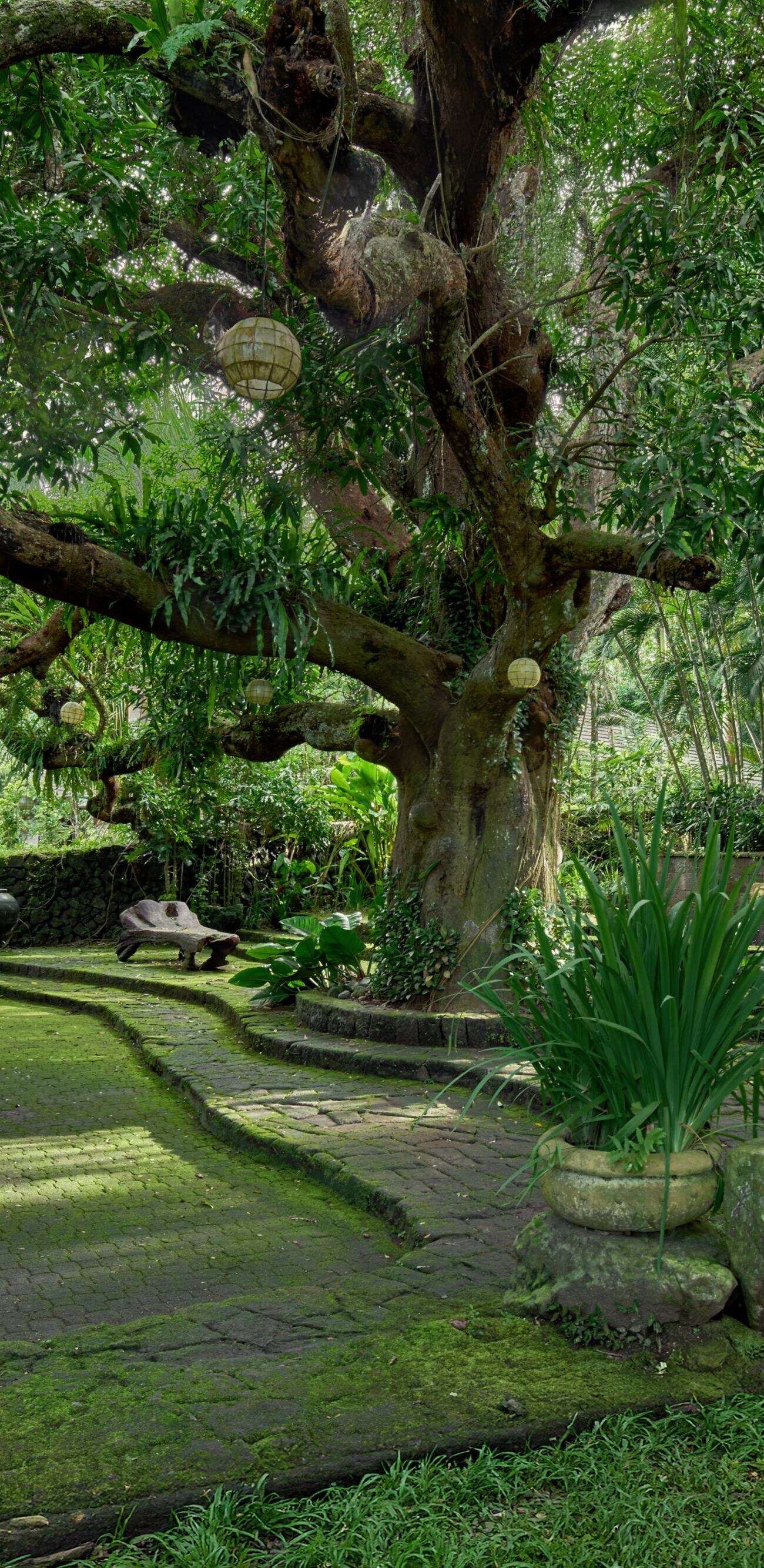 Ancient Mango Tree at the heart of The Farm