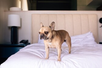Dog on the bed in room at ADERO Scottsdale