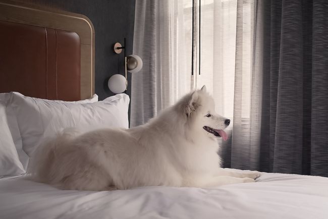 Pet-Friendly Hotel with your Furry Friend