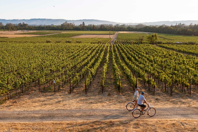 Two people biking, vineyard