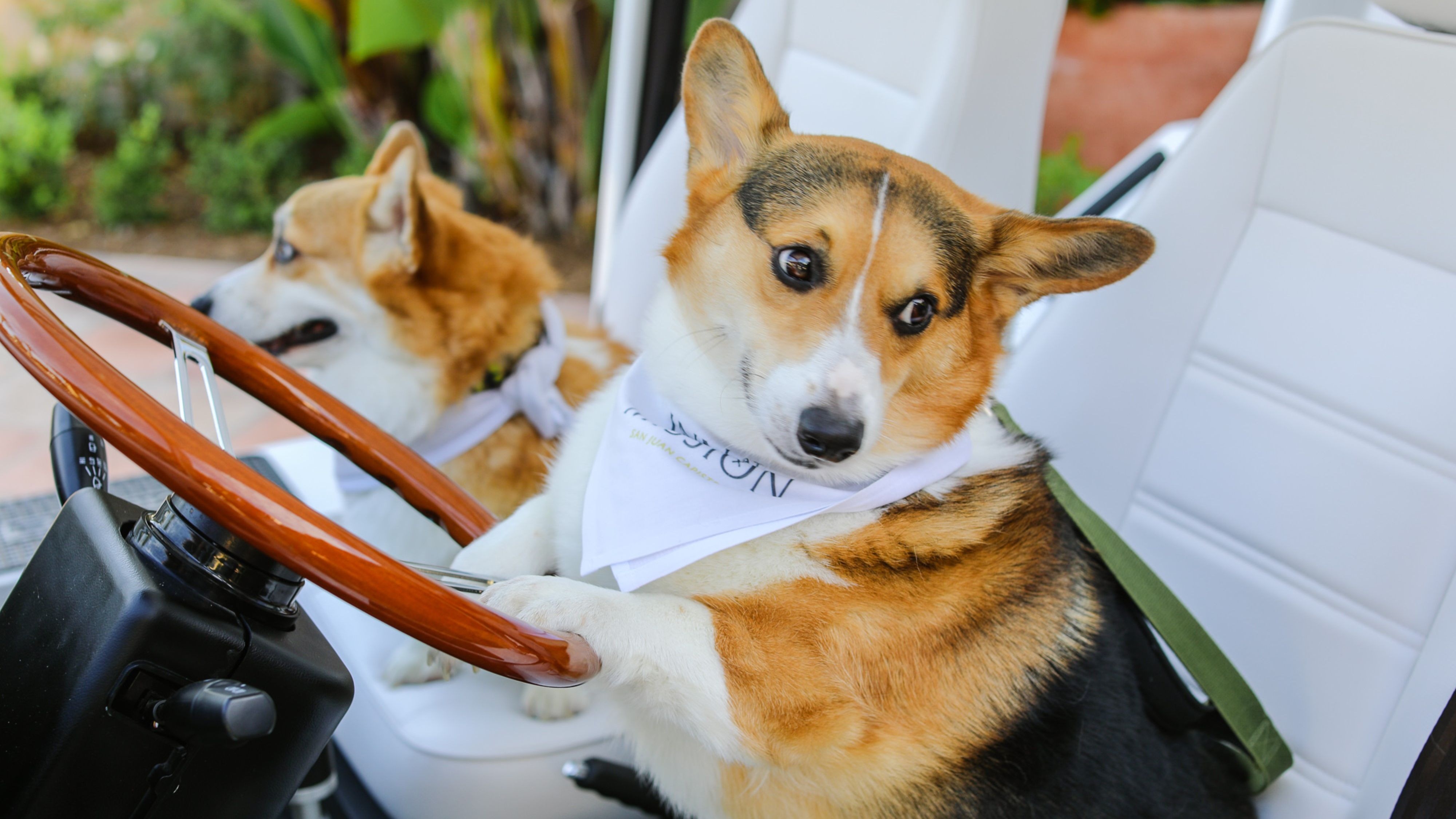 Paws & Unwind Amenity