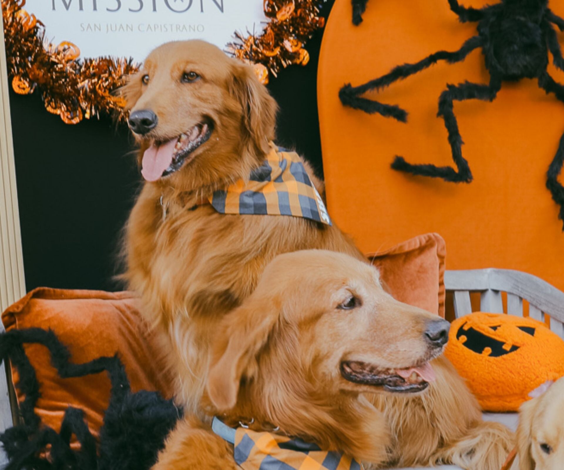 Three Golden Retrievers and Halloween decorations