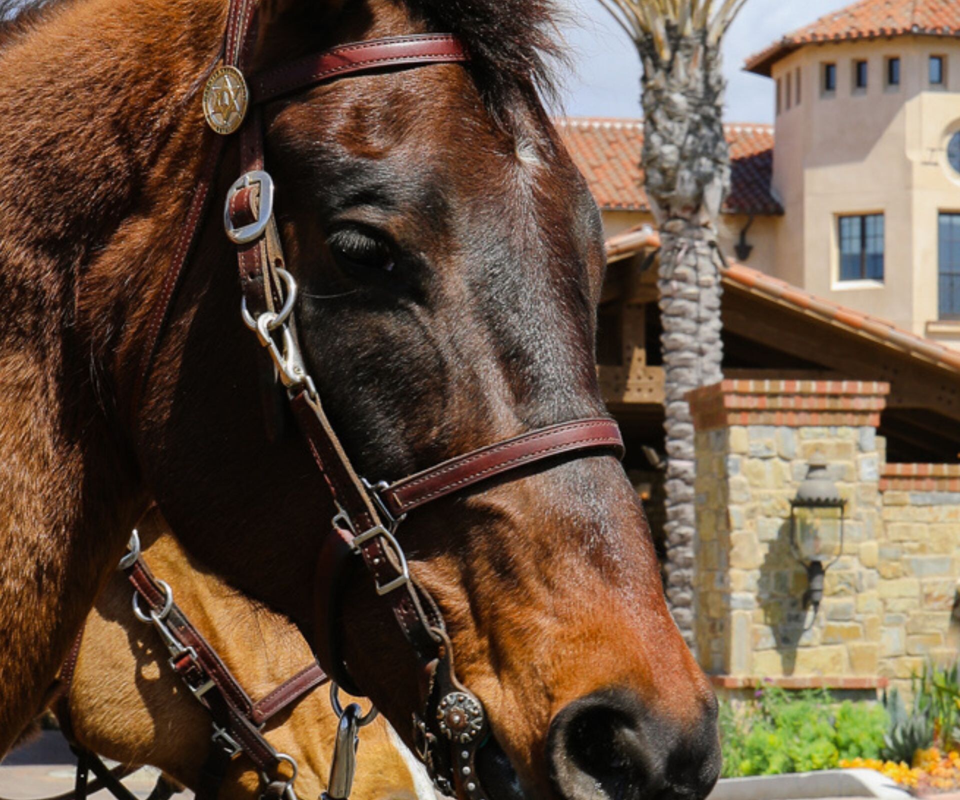 Close-up of a bridled horse during the Swallows Da