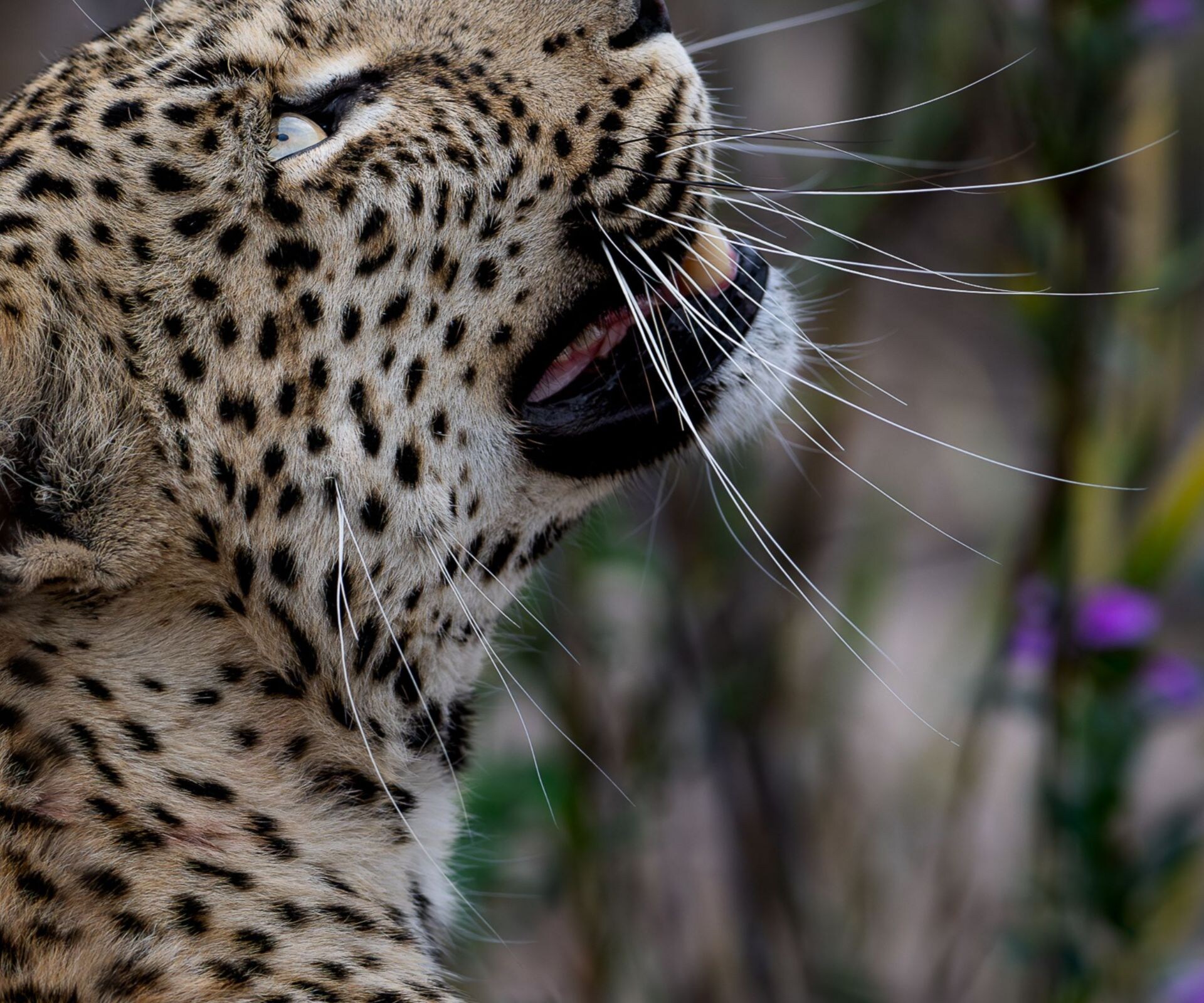 Leopard  