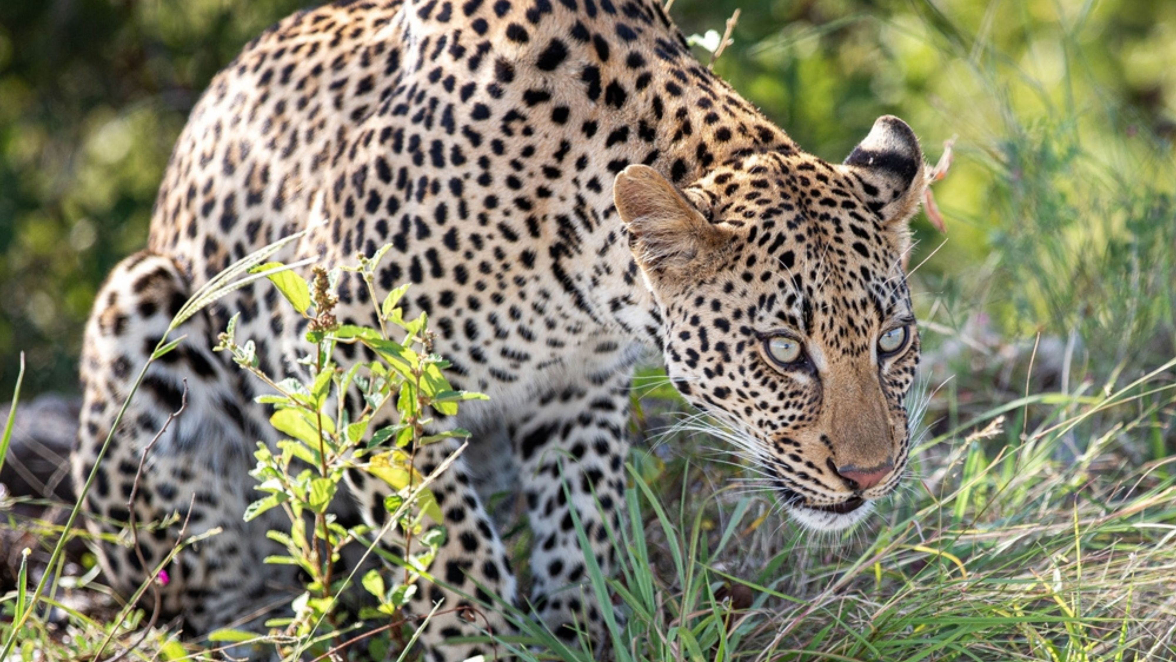 Don’t just visit, explore Kruger National Park