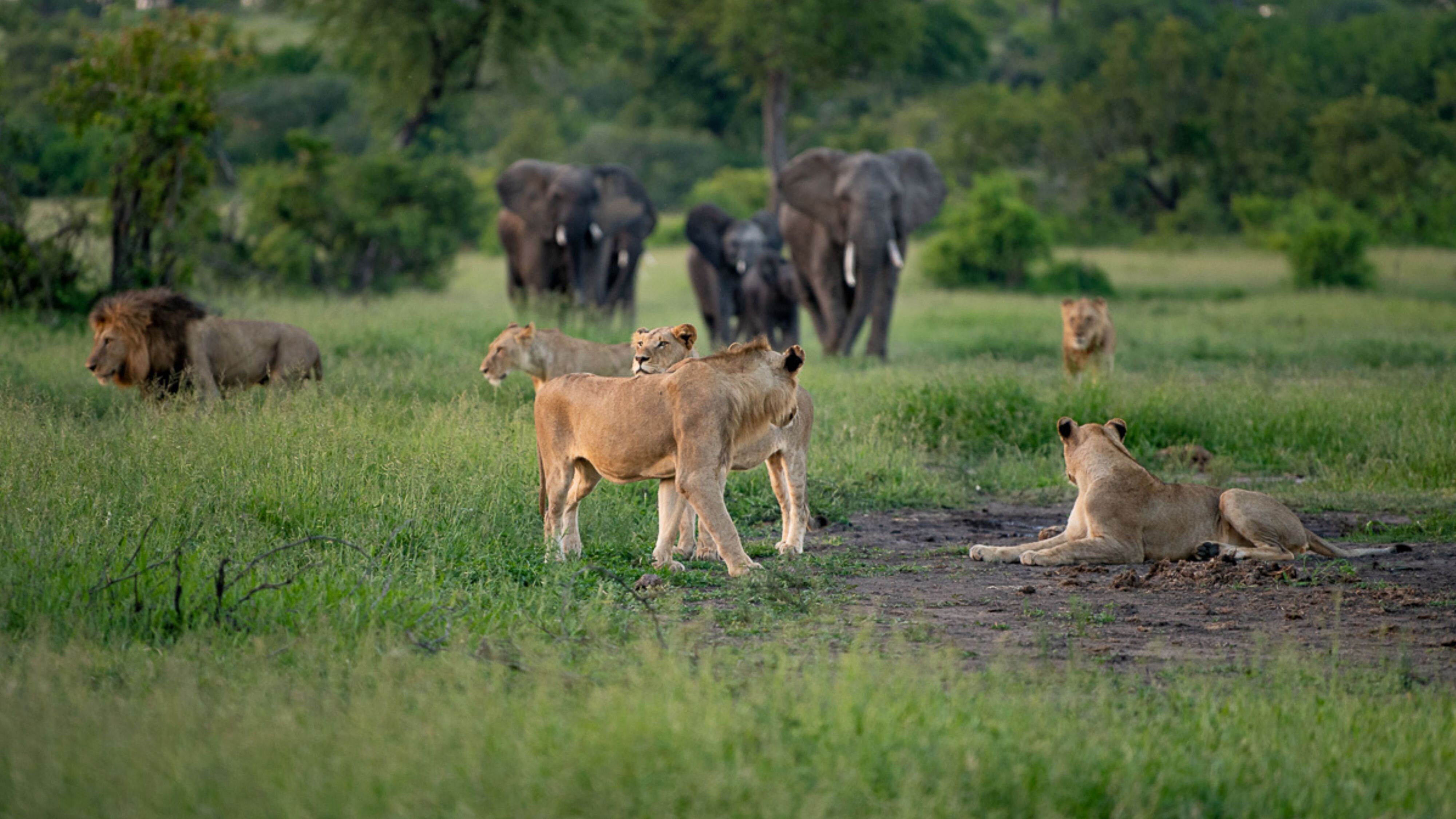 Safari Adventure Package