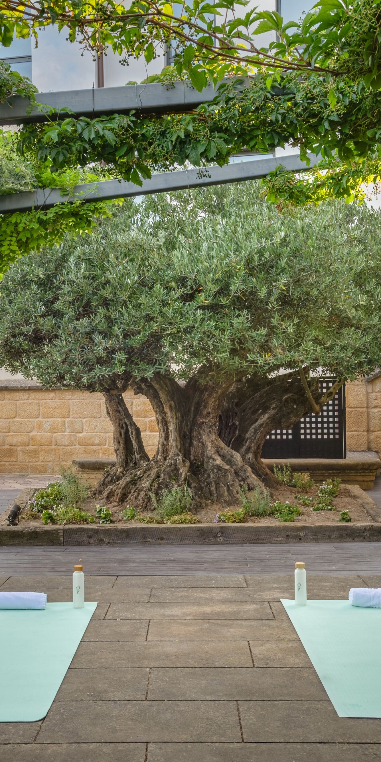 Outdoor yoga mats with olive tree view